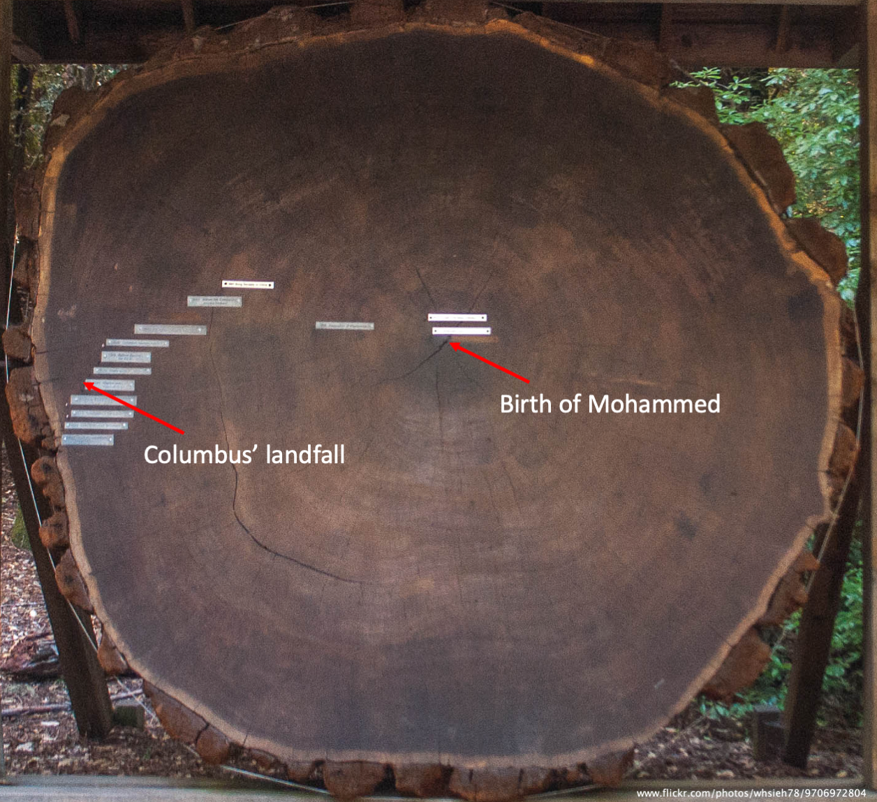 Cross-section of a California redwood (*Sequoia sempervirens*) that sprouted in 544 CE and fell in 1936 CE. A 1cm$^{3}$ wood sample from near the center of the trunk would - accurately - produce a radiocarbon age >1000 years older than one near the bark.
