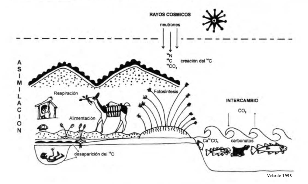 The carbon cycle.